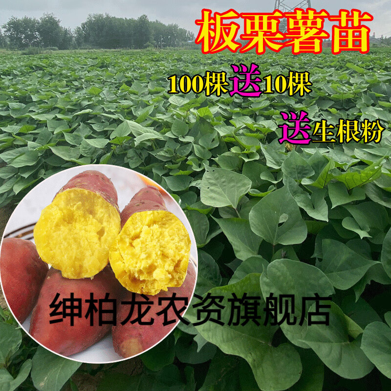 素蜜红薯苗板栗黄心秧济薯26 藤100棵高产地瓜番薯原种脱毒种植 1斤