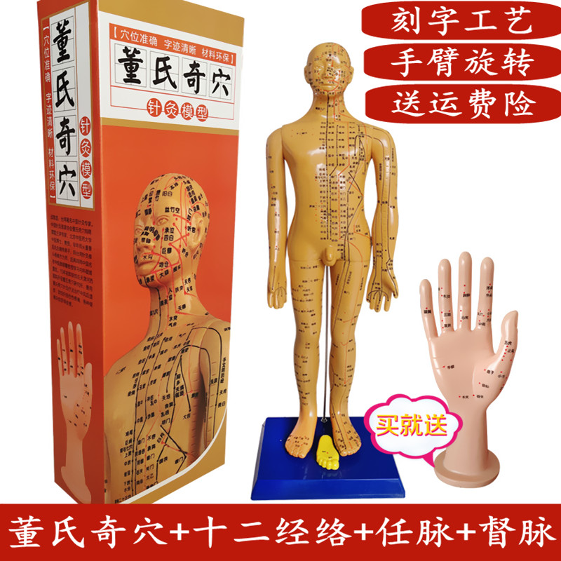董氏奇穴模型 手模 挂图 视频