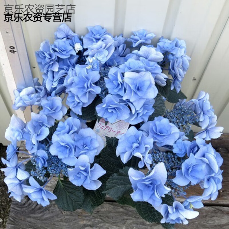 妖精之瞳【精品10棵】 绣球 不含盆