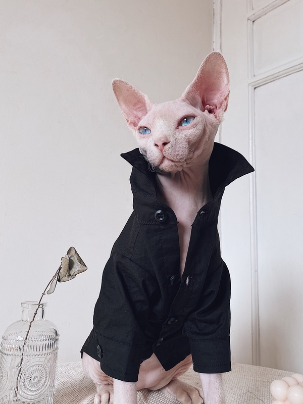 柒阅芒无毛猫衣服斯芬克斯猫德文秋冬英伦风礼服结婚西装衬衫套装宠物