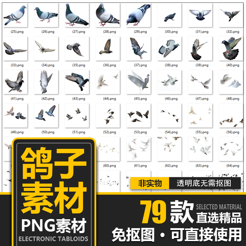 高清鸽子鸟类和平鸽png免扣图片素材透明背景摄影ps后期