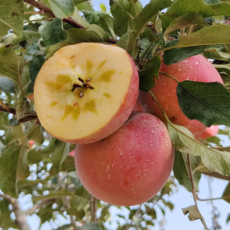 阿克苏苹果(AKSU APPLE)新疆阿克苏冰糖心苹果新鲜应季水果脆甜红
