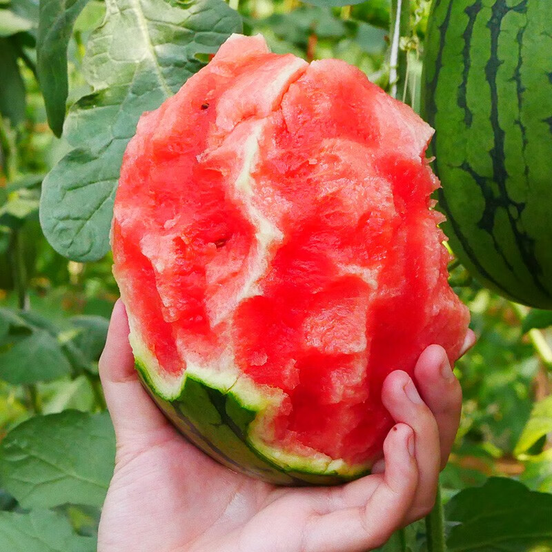 大禹西瓜种子苗嫁接秧苗盆栽西瓜种苗阳台带土幼苗麒麟瓜 早春红玉2号