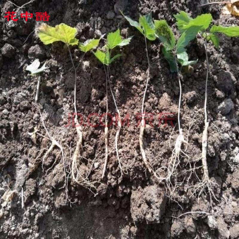 花支蕊长白山人参种子西洋参种子野山参种子已催芽人参苗 1年西洋参苗