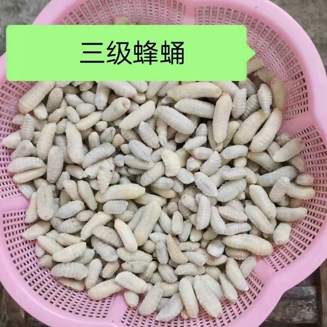 tlxt蜂蛹一二三四级新鲜马蜂蛹鲜速冻蚂胡蜂虫葫芦蜂蜂仔500g 三级