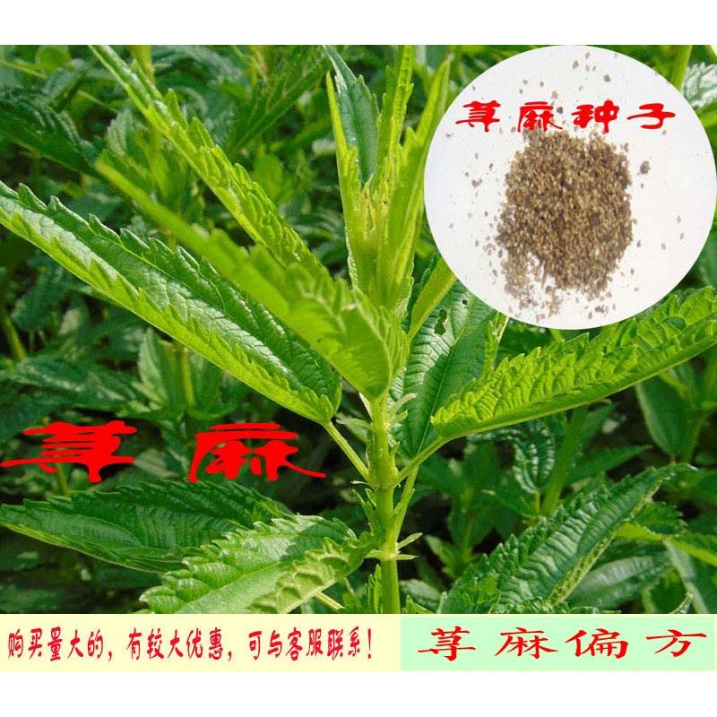 荨麻种子 螫麻子 名贵药材 有偏方 能吃 能 易活种法详情中 1袋10粒
