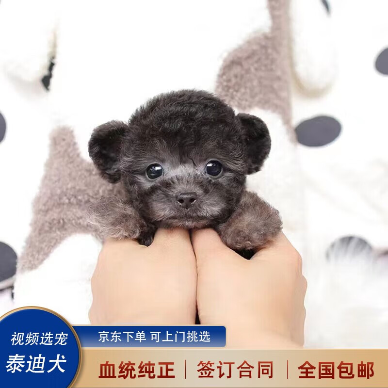 喵然心动 纯种泰迪幼犬宠物狗飞耳泰迪茶杯体灰色红色香槟色茶杯犬