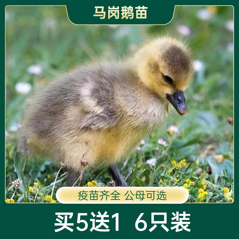 大鹅活体脱温半大小鹅活灰鹅快大种 马岗鹅买5 1【6只装】公母可选