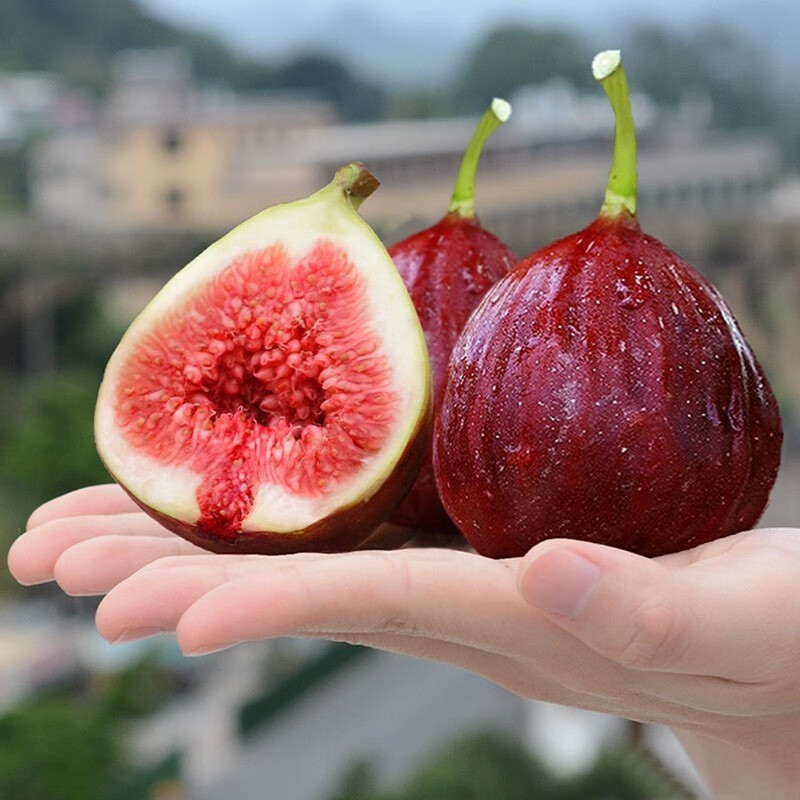 鲁禧云南紫皮无花果现摘鲜果孕妇水果精选大果现发 5斤紫皮无花果现发 紫皮无花果 5斤 现货现发