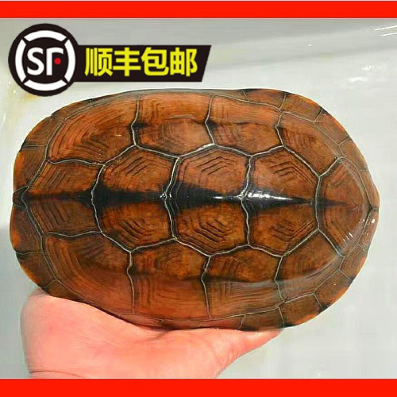 忘己纯种石金钱食用石金钱大煲汤肉龟黄喉龟情侣繁殖外塘龟 孤独单母