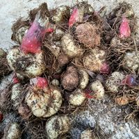 贵州野生新鲜一口血一斤下单八月春500g现挖球根海棠 500g