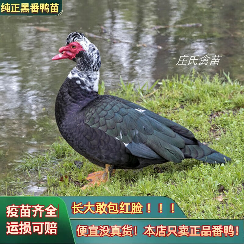 8-1斤纯正黑番鸭6只(6公)