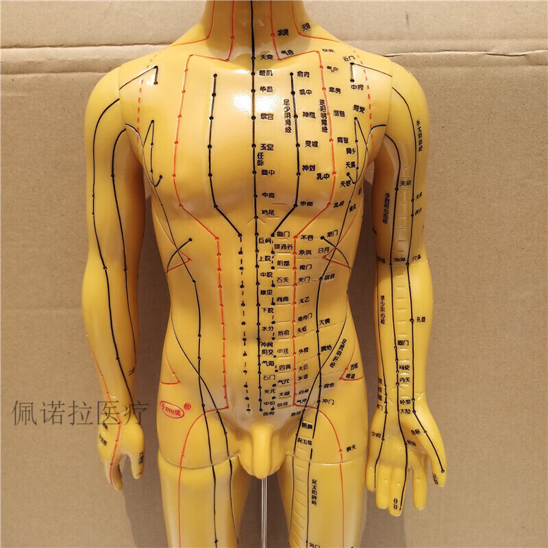 刻字人体针灸60厘米手臂可转身体经络图按摩男女推拿小人 子彧铜色男