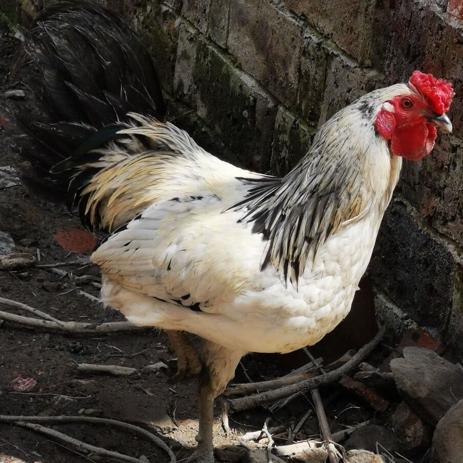 鹊山小鸡活苗纯种观赏鹊山鸡苗优质土鸡母鸡买30 10批发包活到家 3-4