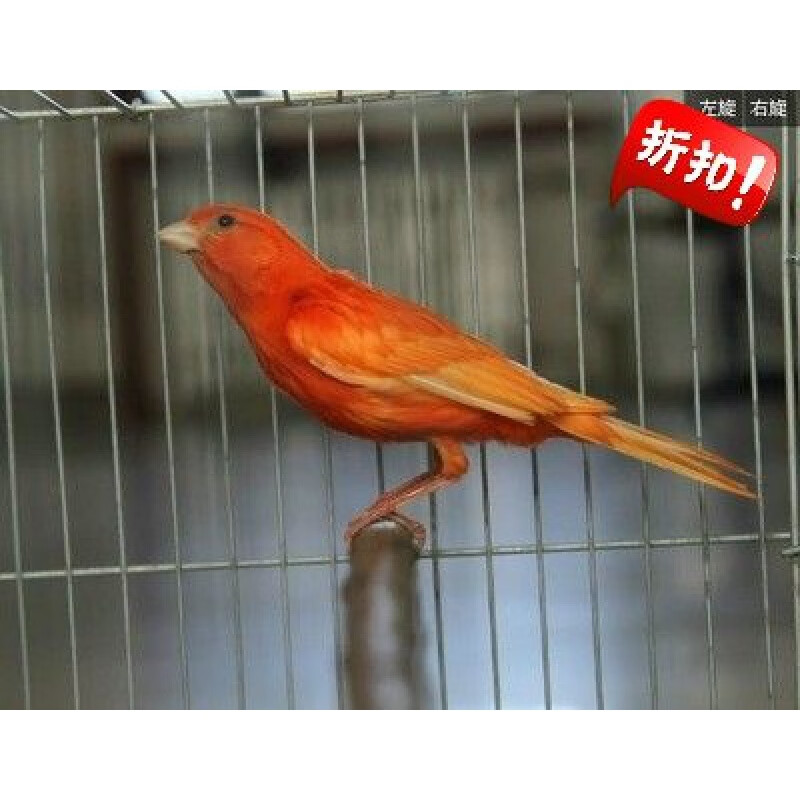 [京选推荐]活体玉鸟山东黄玉鸟笼养鸣唱鸟小鸟 辣椒红玉鸟 扬州黄玉鸟