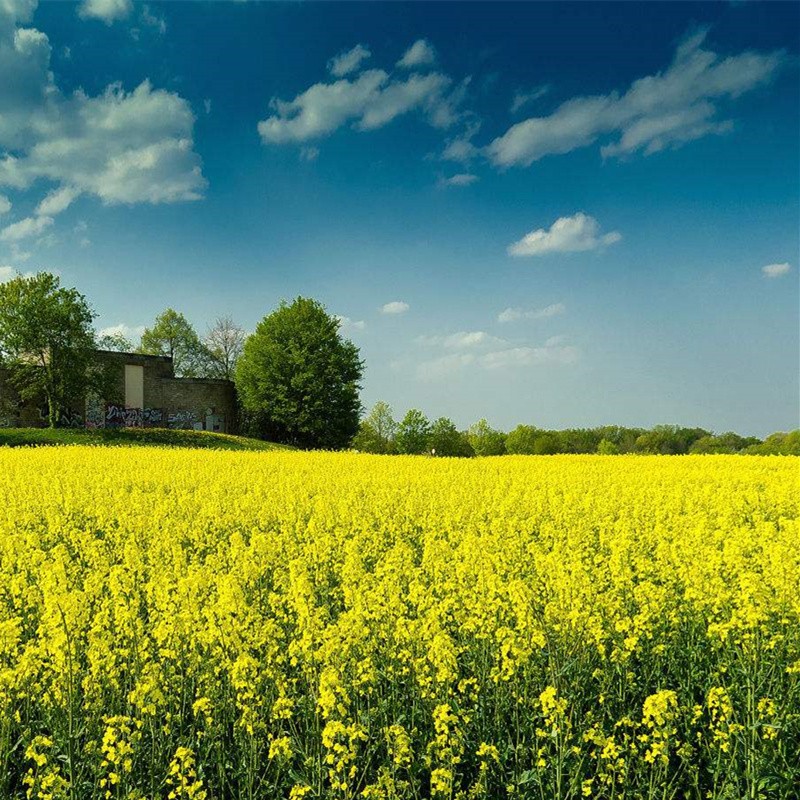怎样查花草林木种子历史价|花草林木种子价格比较