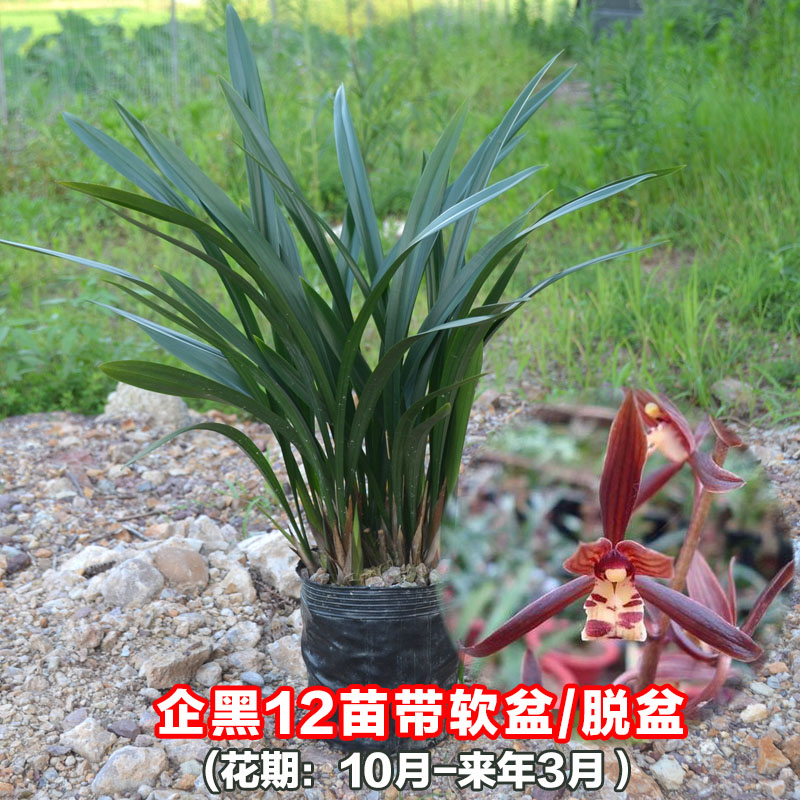 浓香兰花盆栽墨兰企黑报岁兰宽叶兰花苗素心白墨客厅阳台绿植花卉 企