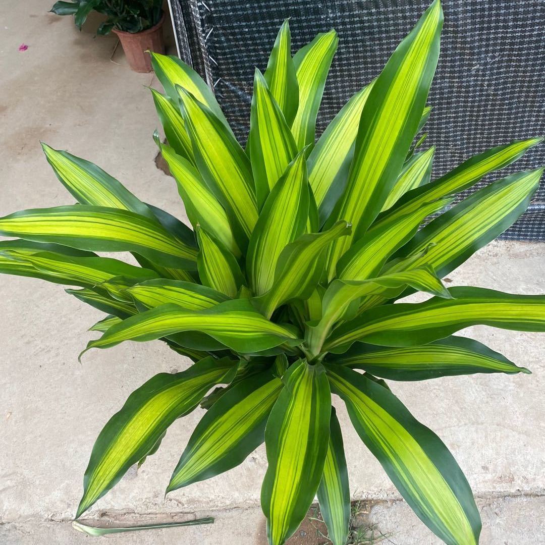 金心巴西铁盆栽也门铁室内办公室客厅净化空气前台吸甲醛常用绿植 单