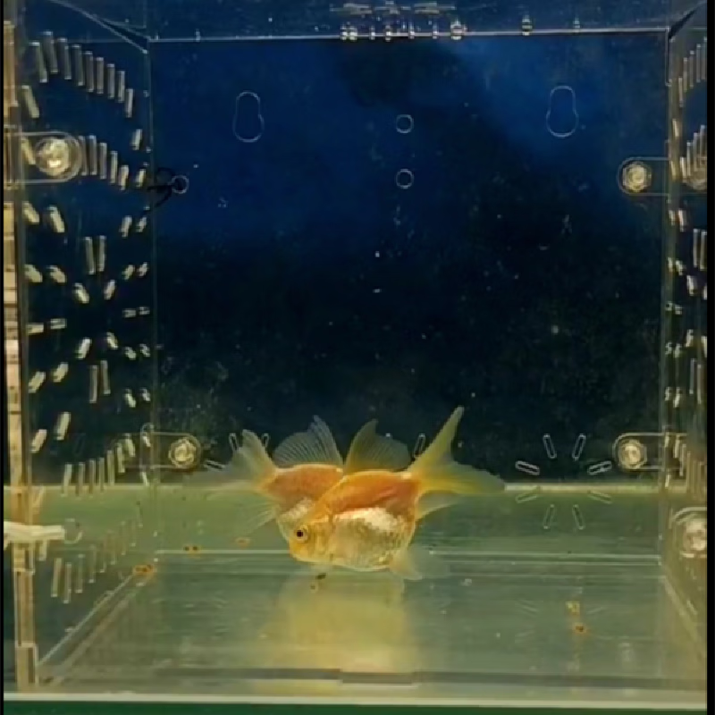 黄金球体蝴蝶鲤纯种活体短身黄金色冷水锦鲤金鱼观赏鱼金黄色 精品短