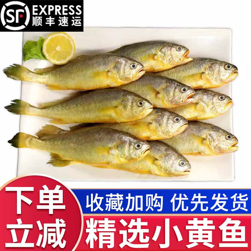 莫尔加德 顺丰 新鲜小黄花鱼鲜活冷冻现捕烧烤煎炸食材批发整箱海鲜水产 5斤小黄鱼(肉厚刺少)