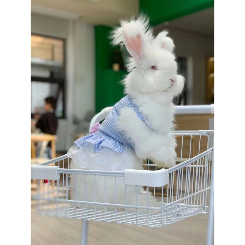 精品巨型安哥拉兔长毛兔德系英系双血彩色大型宠物兔