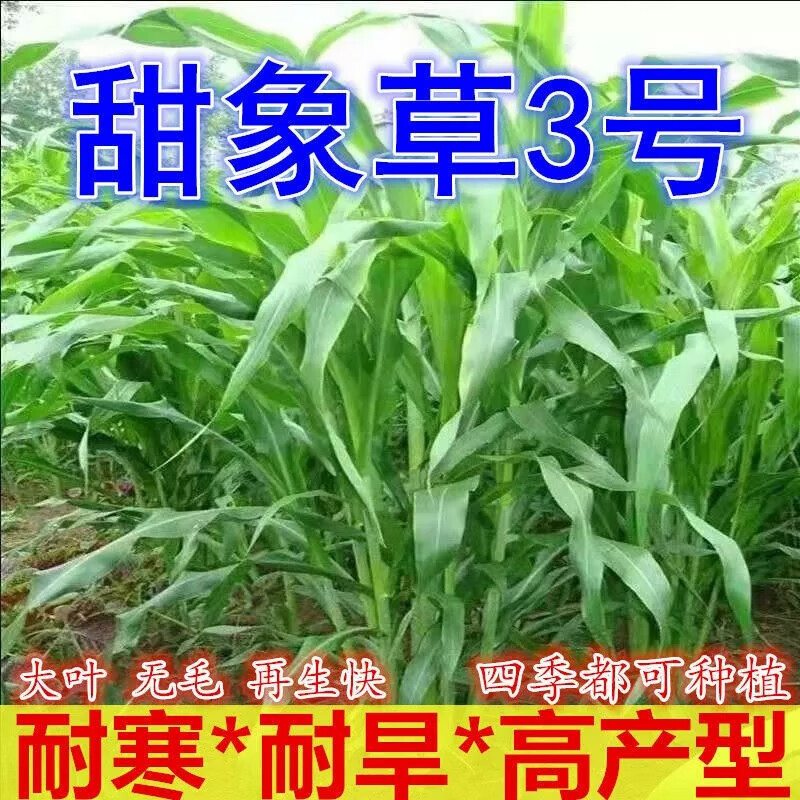 新型甜象草3号种子1斤