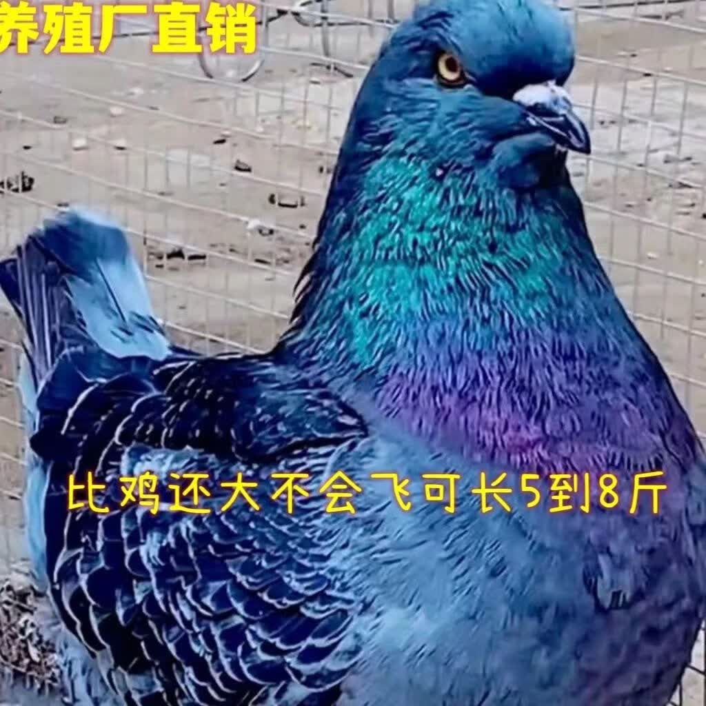 采缇元宝鸽子活体公母一对巨型元宝鸽子一对活观赏鸽青年鸽公斤肉鸽元 纯种雨点巨型元宝鸽 正宗元宝鸽[1公1母](已打疫苗)高性价比高么？