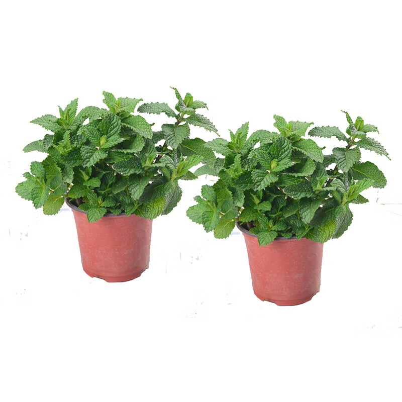 上客来可食用薄荷盆栽留兰香柠檬薄荷叶苗迷迭香驱蚊草阳台植物绿植