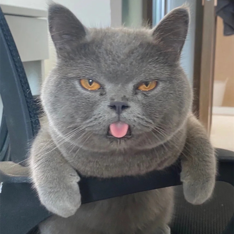 猫咪活物纯种英短蓝猫幼猫加菲猫宠物猫银渐层美短猫暹罗猫金吉拉价格