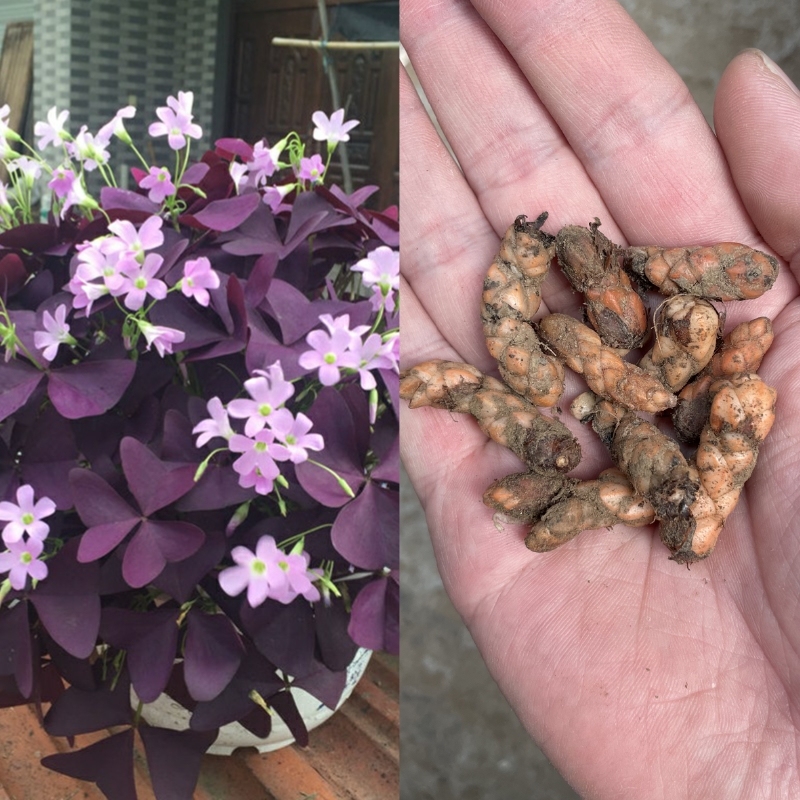 左家花园紫叶草酢酱草红花草  酢浆草种球四季种植庭院阳台室内花卉
