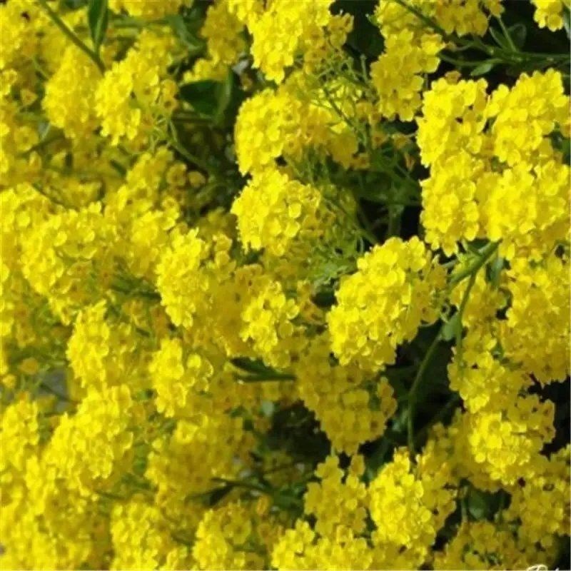 奔奥岩生庭芥种籽散装多年生宿根花种籽春秋播种园林绿化景观花卉种子