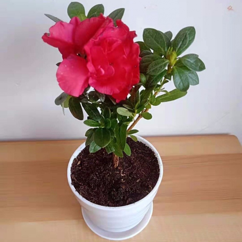 杜鹃花四季开花杜鹃盆栽室内小盆栽杜鹃花苗阳台客厅带花苞发货 1颗