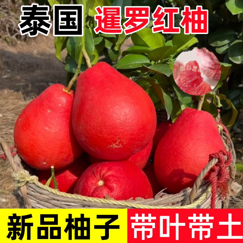 春枝韵泰国暹罗红柚三红柚树苗红皮香柚子红心纯甜南北方果树苗当年结果 8年苗当年结果多多
