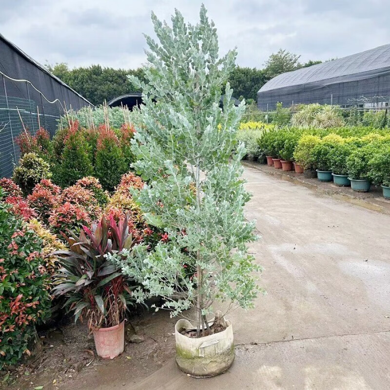 南啵丸银叶金合欢盆栽树苗室外庭院阳台绿植澳洲品种观叶风景树公园