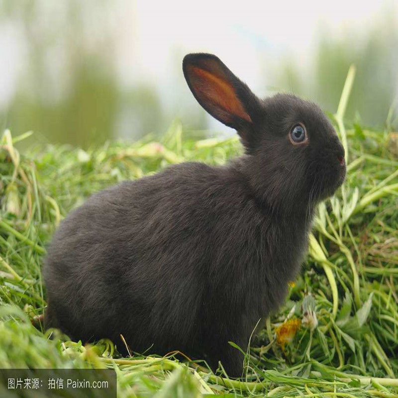 活兔子兔子幼崽家养兔宠物兔肉兔小白兔健康好养活繁殖力强 黑兔 一公