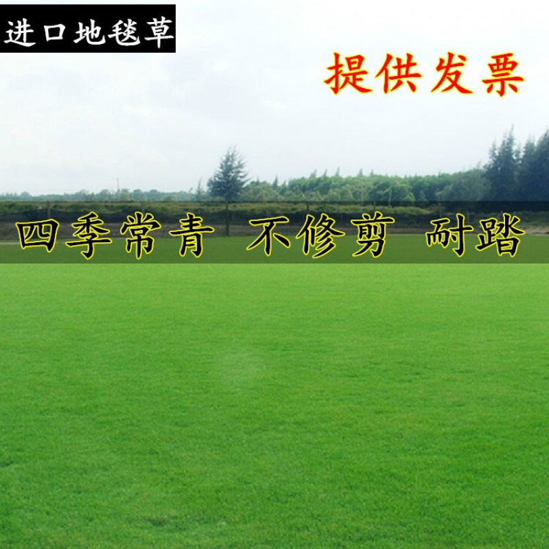 楚风汉韵高尔夫草坪草籽四季常青免修剪地毯草种籽耐践踏剪股颖果岭草