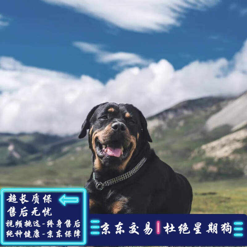 caiti纯种宠物狗罗威纳犬幼犬活体幼崽罗威纳幼犬活体 宠物级 sss级