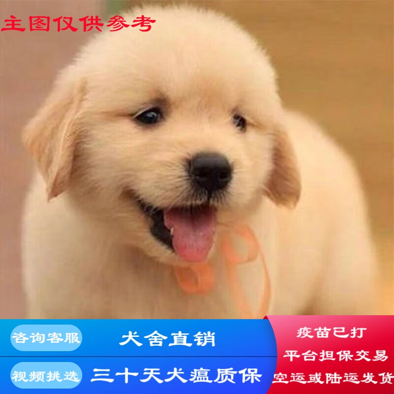 桓瑞宠物纯种金毛犬幼犬幼崽大型犬宠物狗狗活体犬舍直销全国发货保