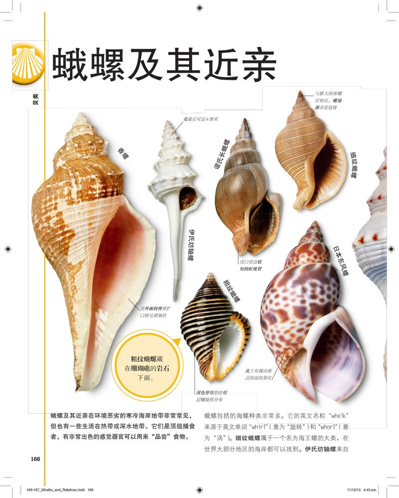DK儿童图解百科全书（全4册）含交通工具、自然生命、岩石与宝石、化学元素 开学必备 课外读物详情图