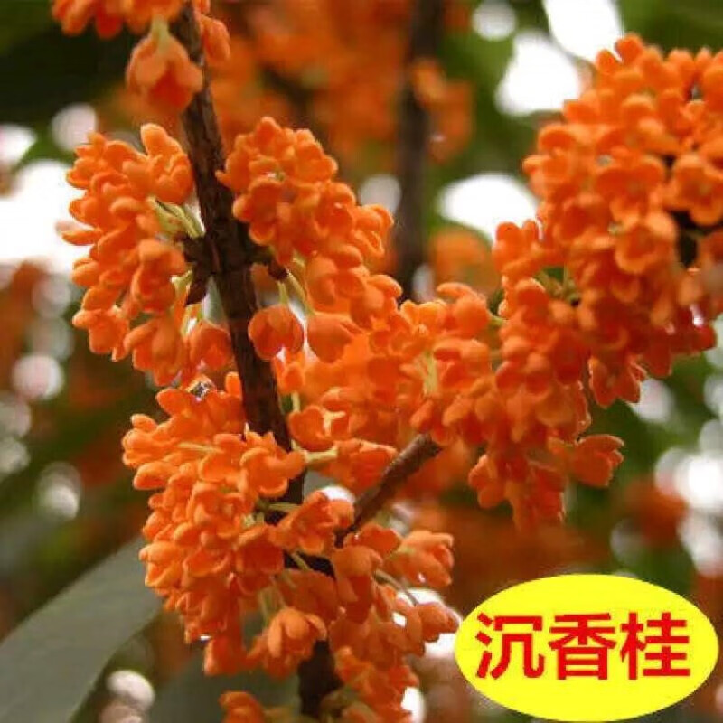 梅花苗梅花树苗阳台庭院种植耐寒耐旱植物盆栽地栽当年开花 沉香桂