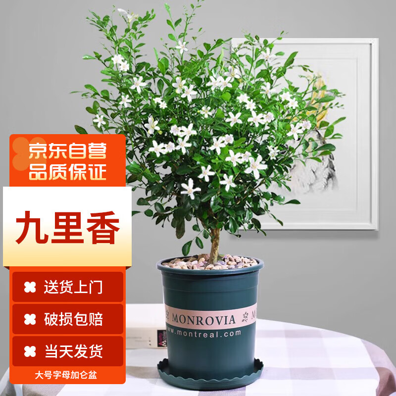 墨一九里香绿植盆栽老桩树桩花卉办公室室内植物 字母1.5加仑盆九里香怎么样,好用不?