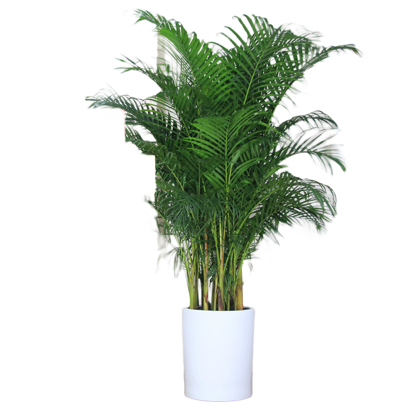 嘆為觀(guān)止 大型盆栽 單桿辮子發(fā)財樹(shù)天堂鳥(niǎo)綠蘿散尾葵辦公室內開(kāi)業(yè)喬遷禮品 散尾葵1.7—1.9米【聚寶盆】 含盆