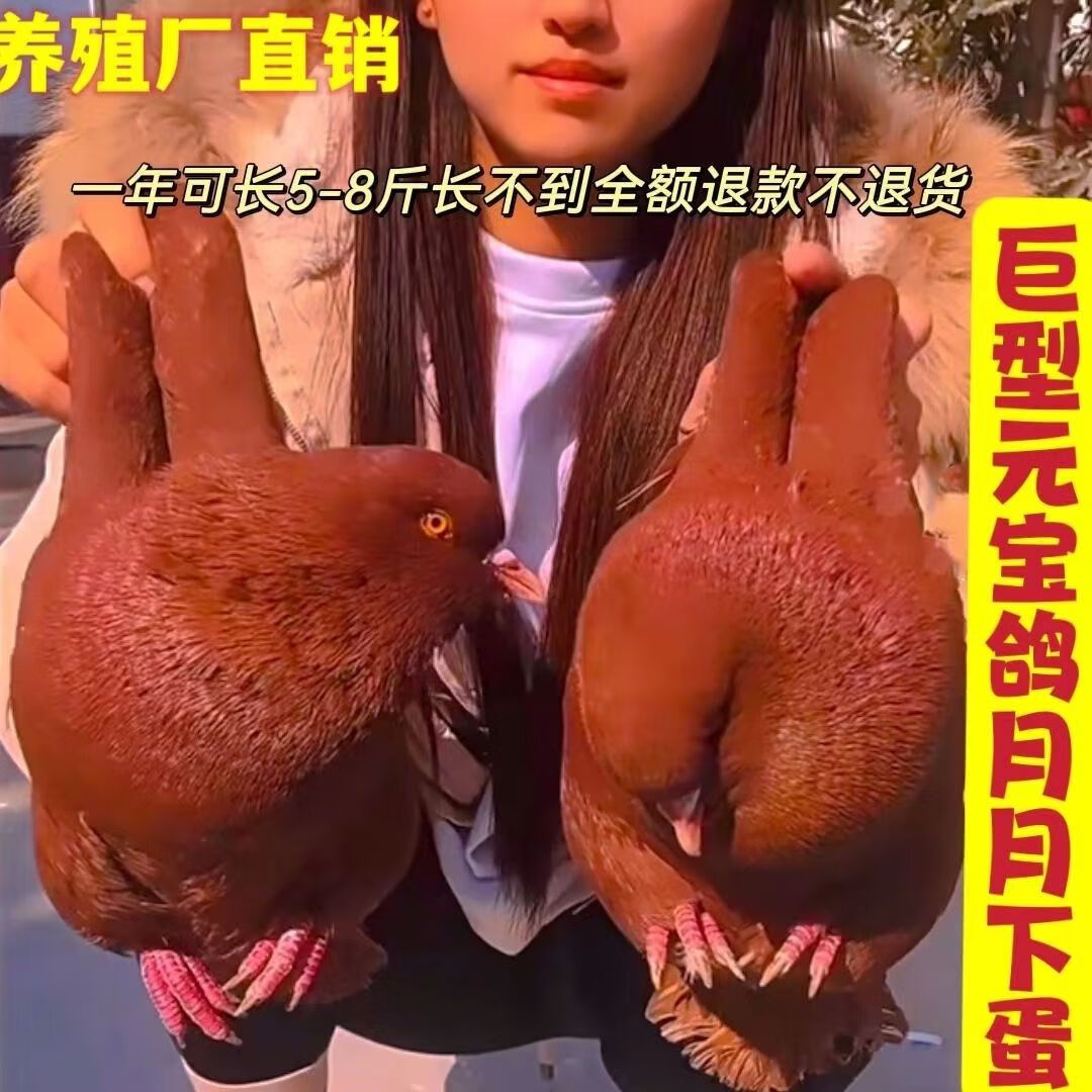 活体公母一对巨型元宝鸽子一对活观赏鸽青年鸽 纯种红色巨型元宝鸽 鸽