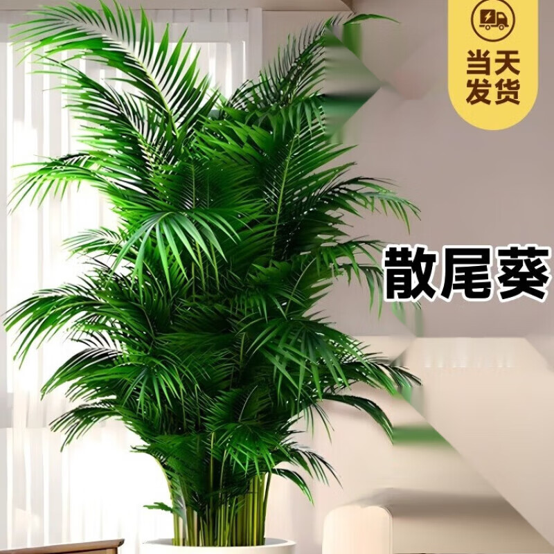 手耕田散尾葵植物盆栽客厅大型绿植室内办公室凤尾竹盆景天堂鸟花卉 散尾葵高1.3-1.6米+螺纹盆