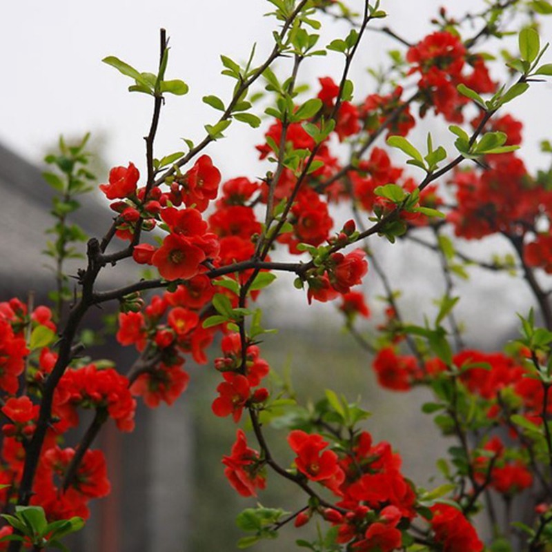 周大闯贴梗海棠花盆栽带花苞树苗老桩盆景庭院好养四季阳台花卉绿植 贴梗海棠 十二年苗