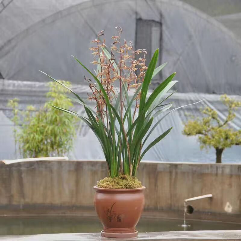 【精品绿植】兰花盆栽苗墨兰建兰蕙兰开花浓香花卉室内盆栽植物好养