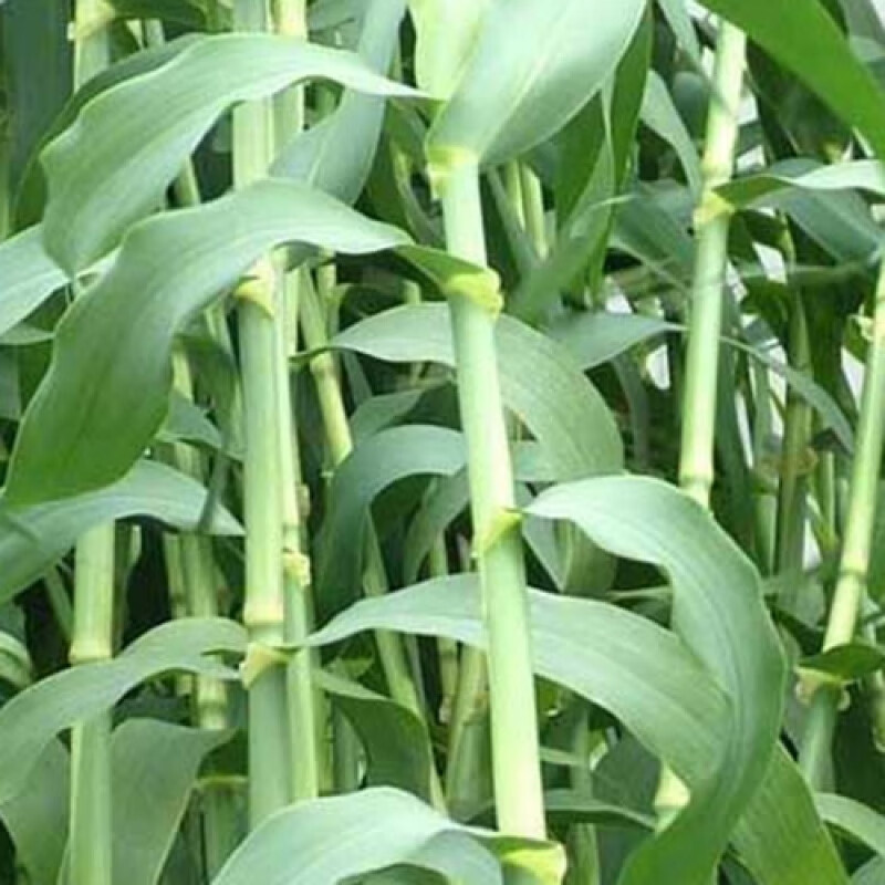 花乡邻里牧草种子南北方型大力士甜高粱饲用甜高粱牛羊鱼草籽进口种子