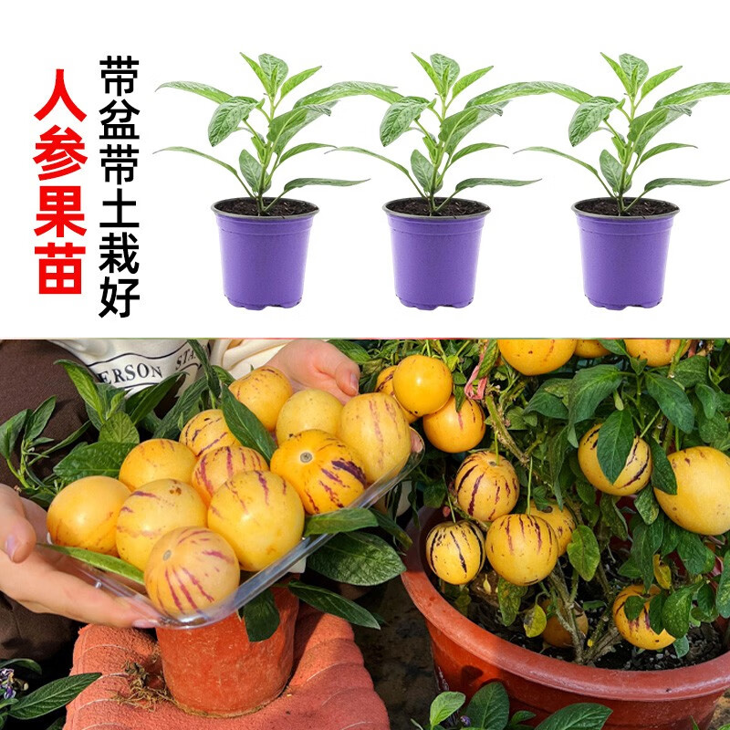 禹知蔬人参果树苗盆栽果树带土水果苗人生果苗 人参果苗 3盆