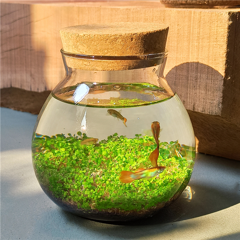 微景观生态瓶创意迷你玻璃瓶鱼缸办公室绿植水草种子发芽记录 圆形