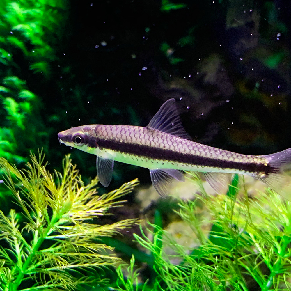 aipharow一线飞狐黑线飞狐鱼活体清洁除藻除青苔观赏鱼热带鱼活体水族